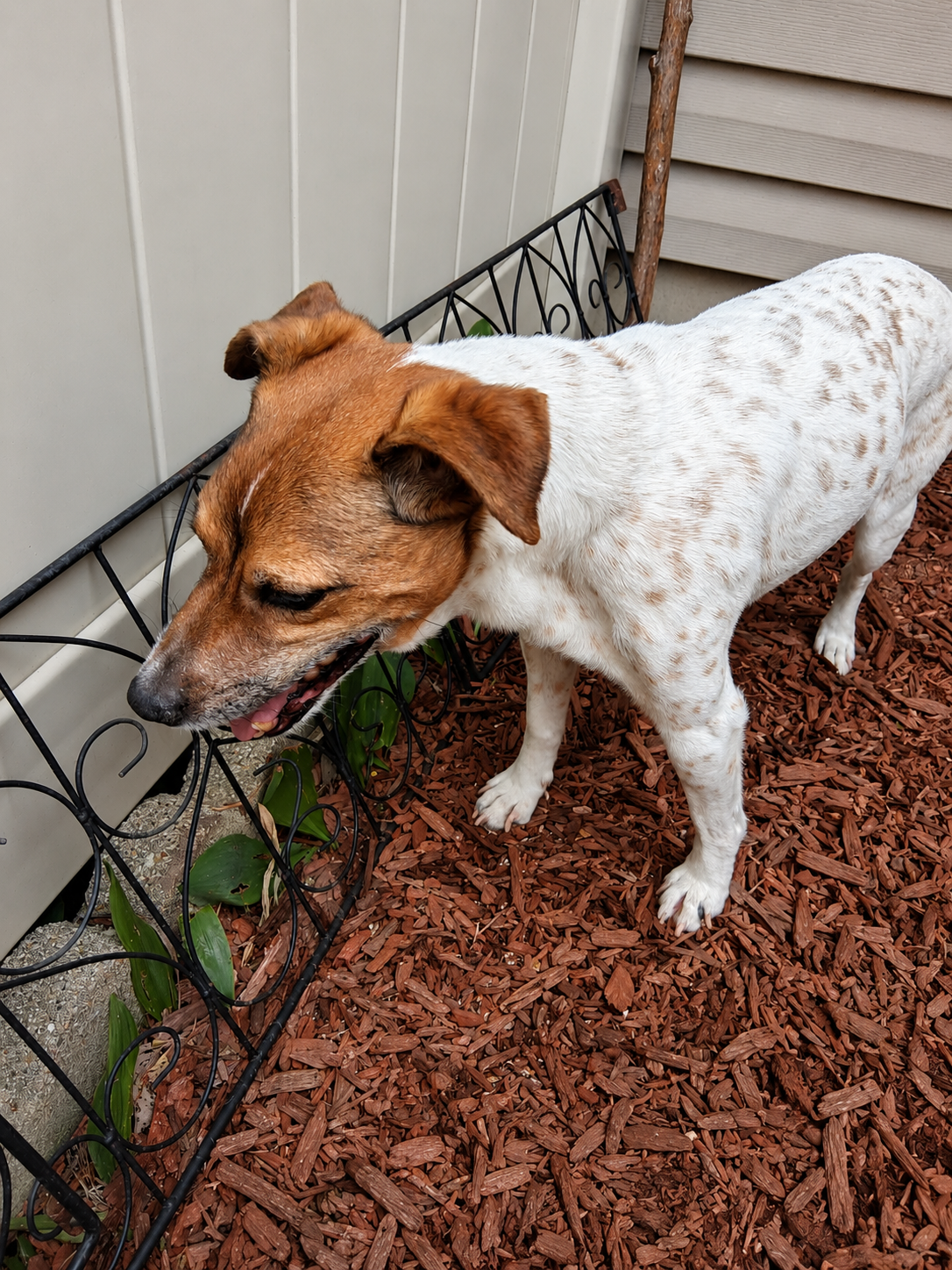 Jack exploring outside