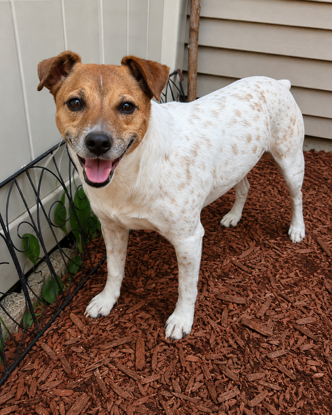 Jack Russell Daniels, the dog who inspired Jack Bowl