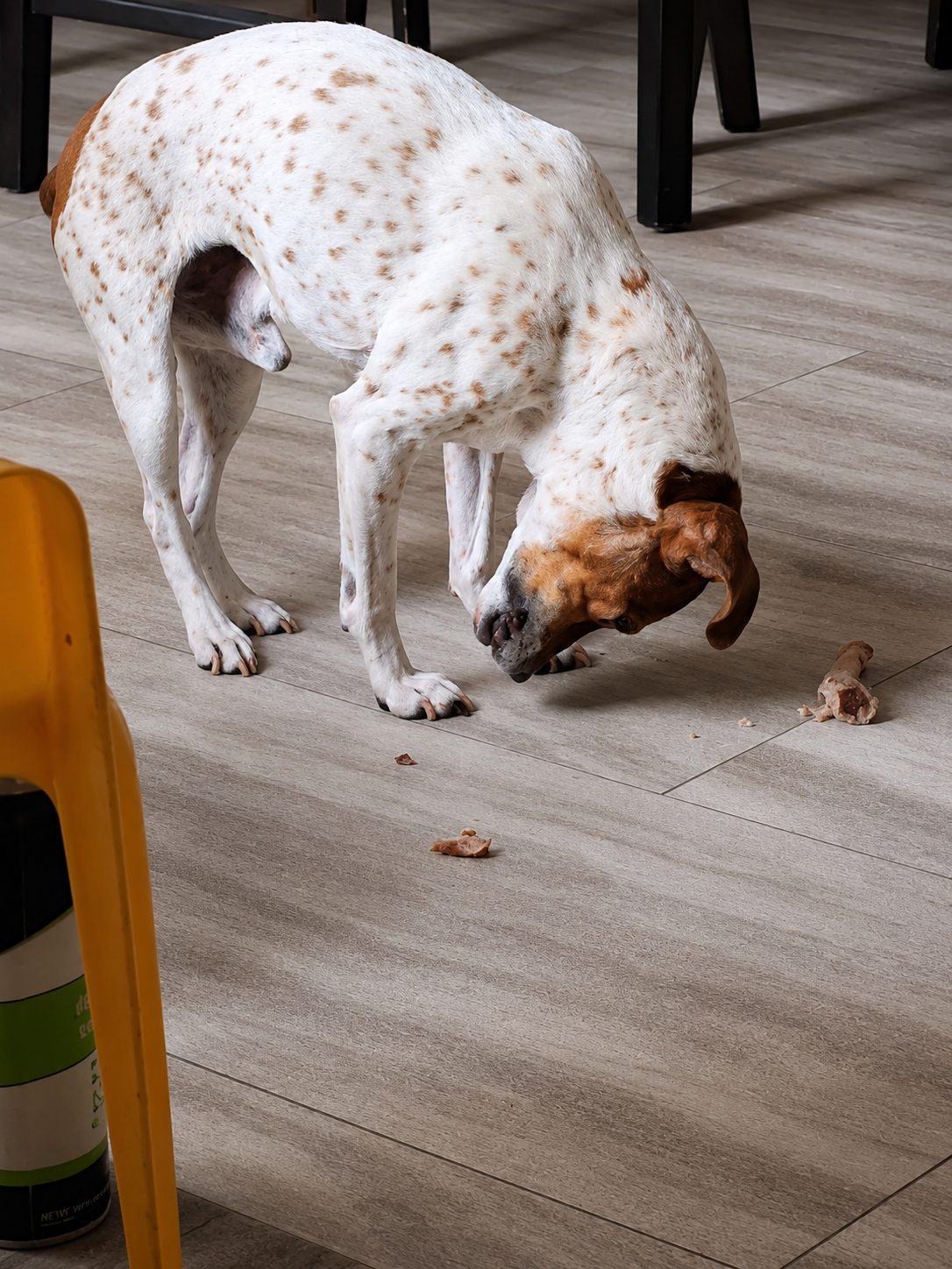 Jack walking away from his food, the habit that inspired Jack Bowl