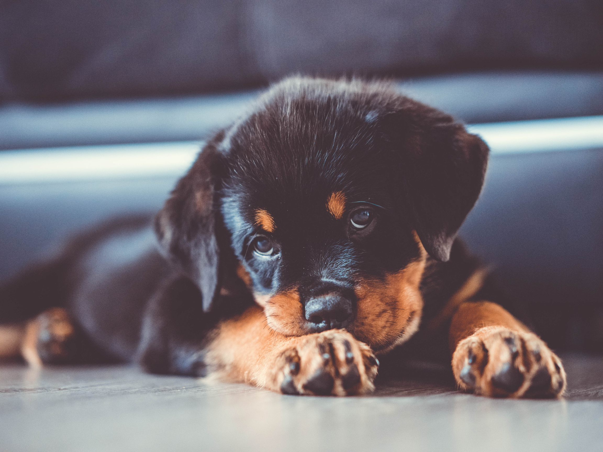 Bailer the Rottweiler puppy