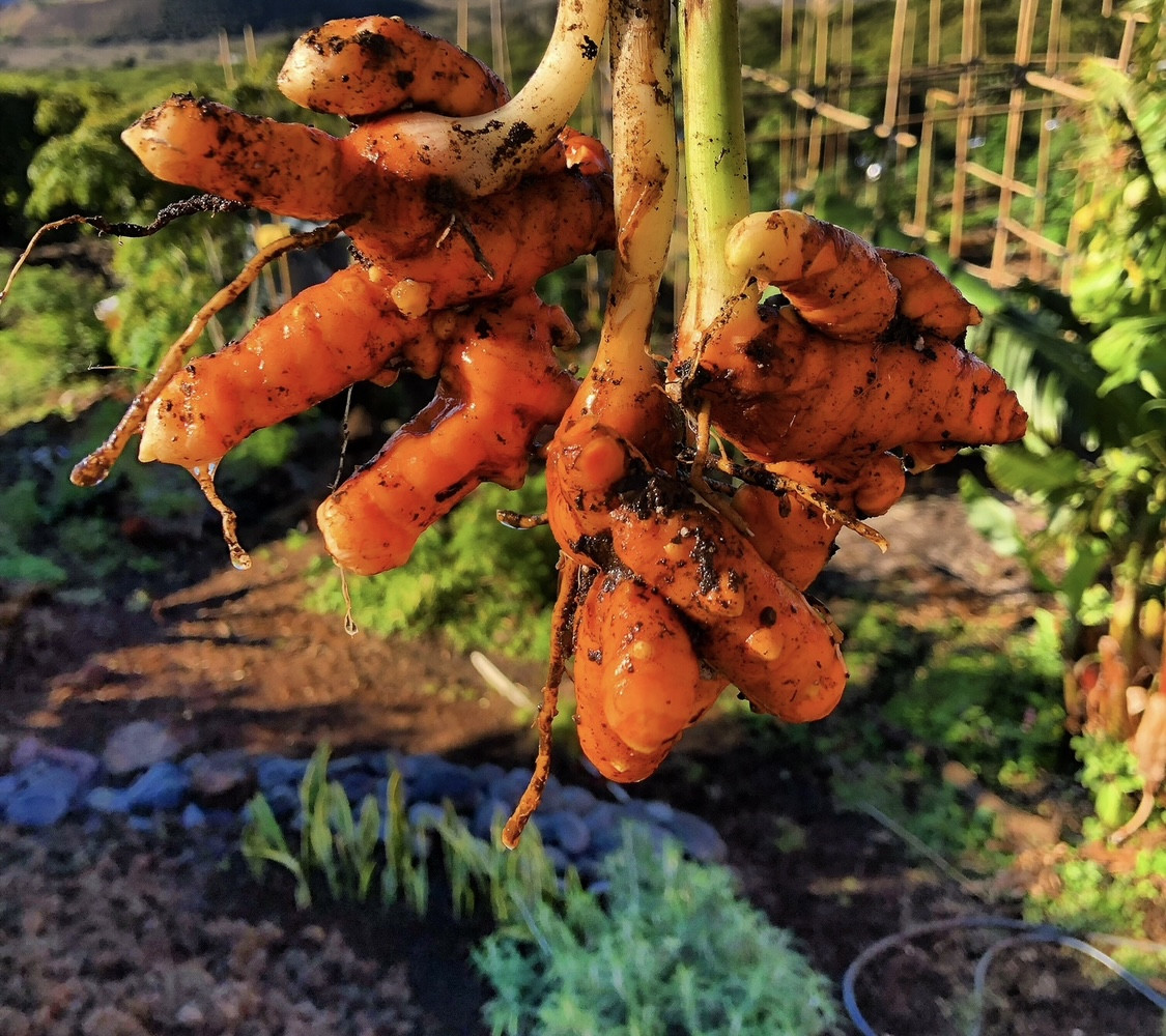 Turmeric harvested by hand at Karuna Miracle Gardens on Maui