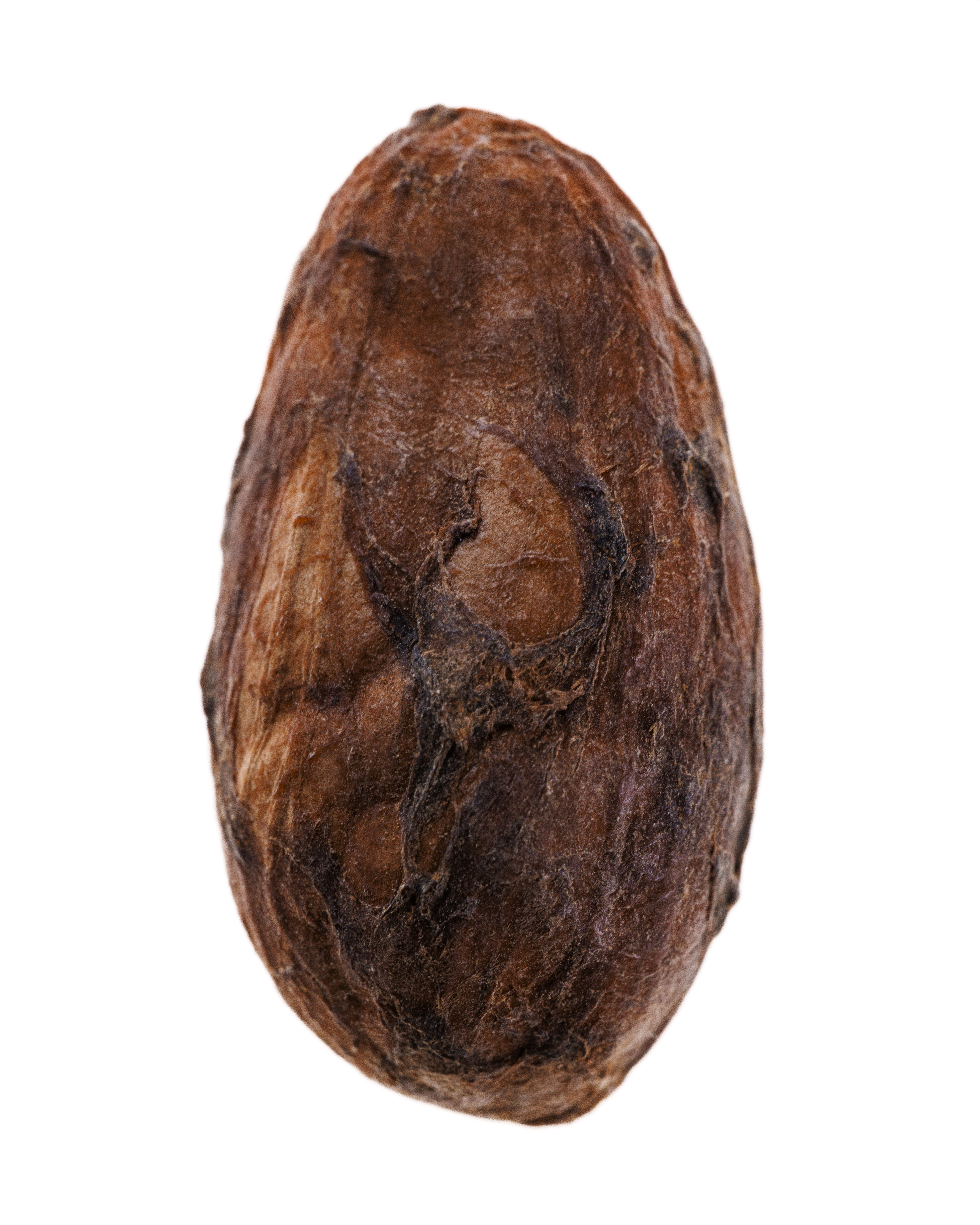 Manoa chocolate cacao bean.