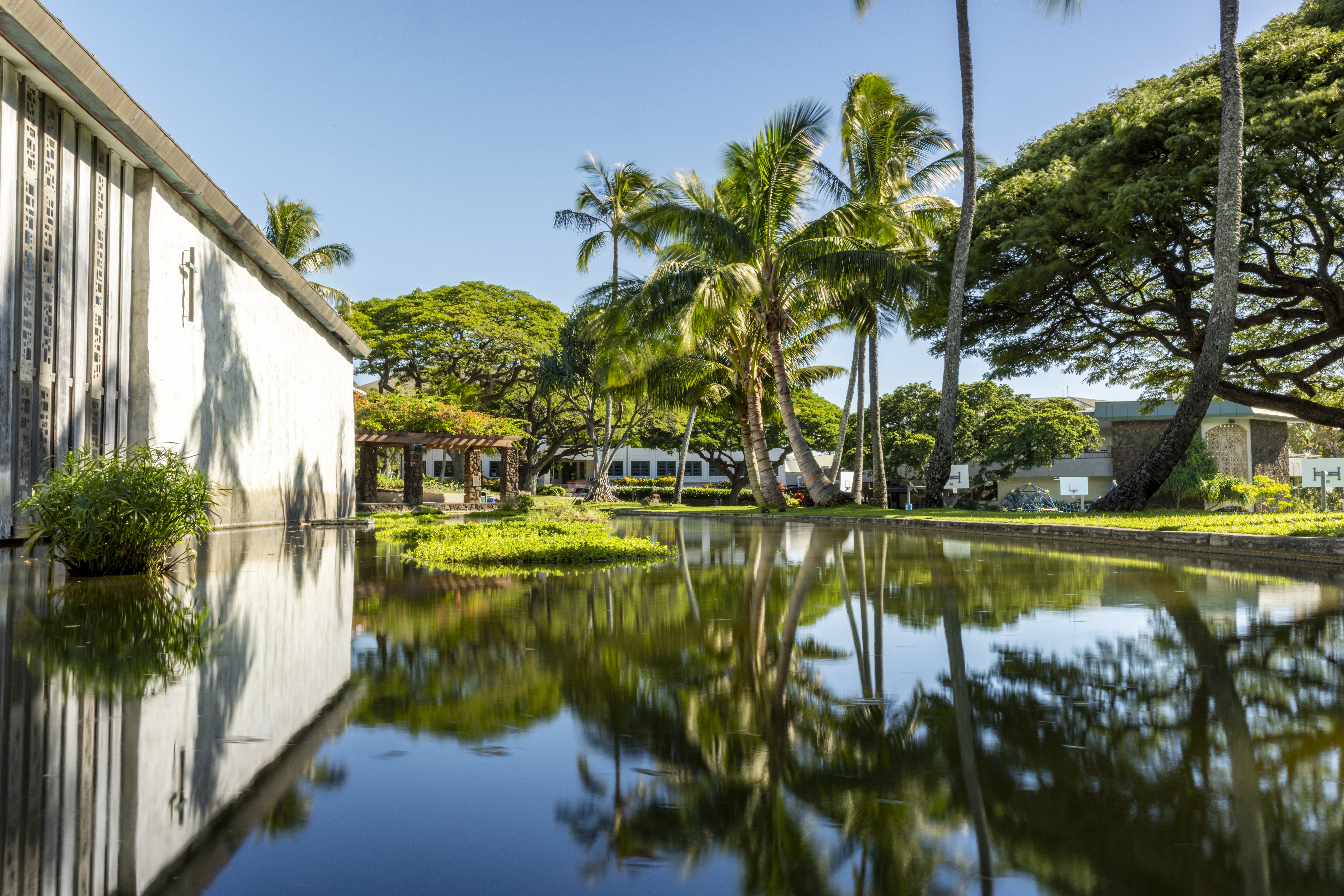 Punahou School lily pond. 