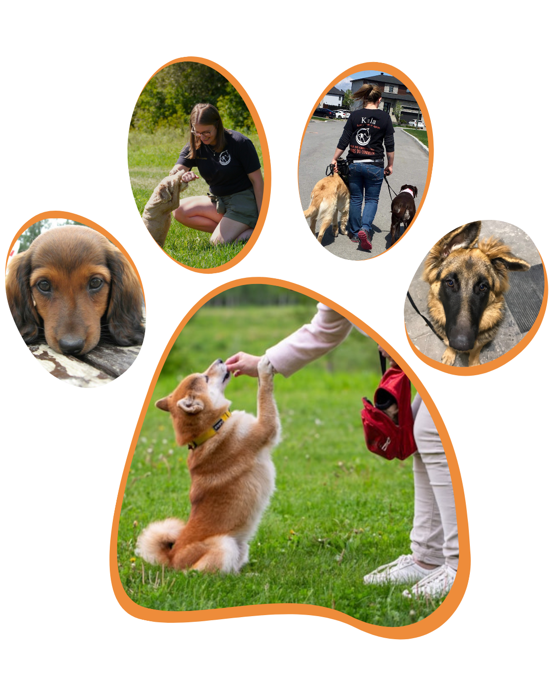 Entraîneur expert Kala Services Canin