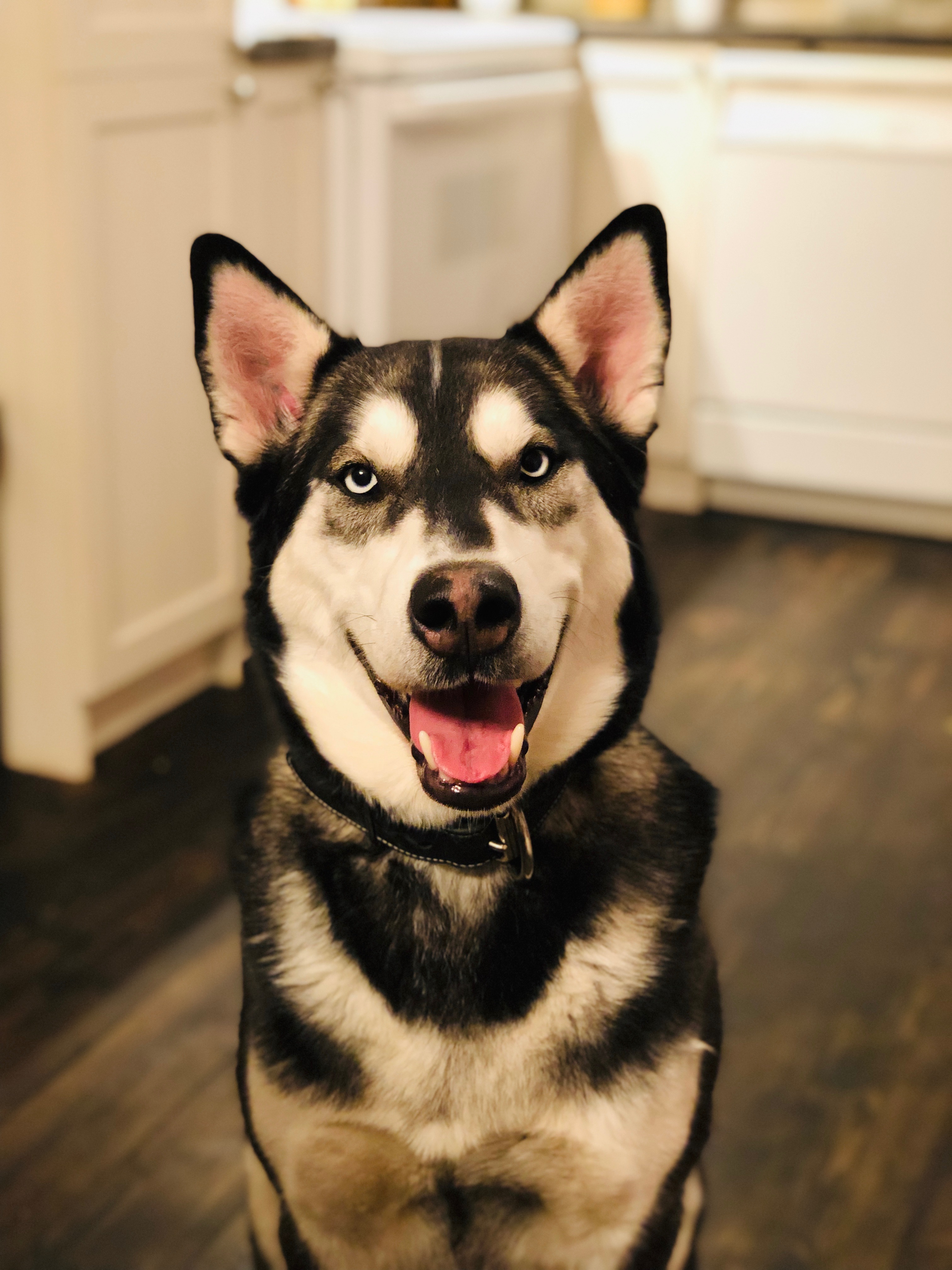 Chien Finissant Bella