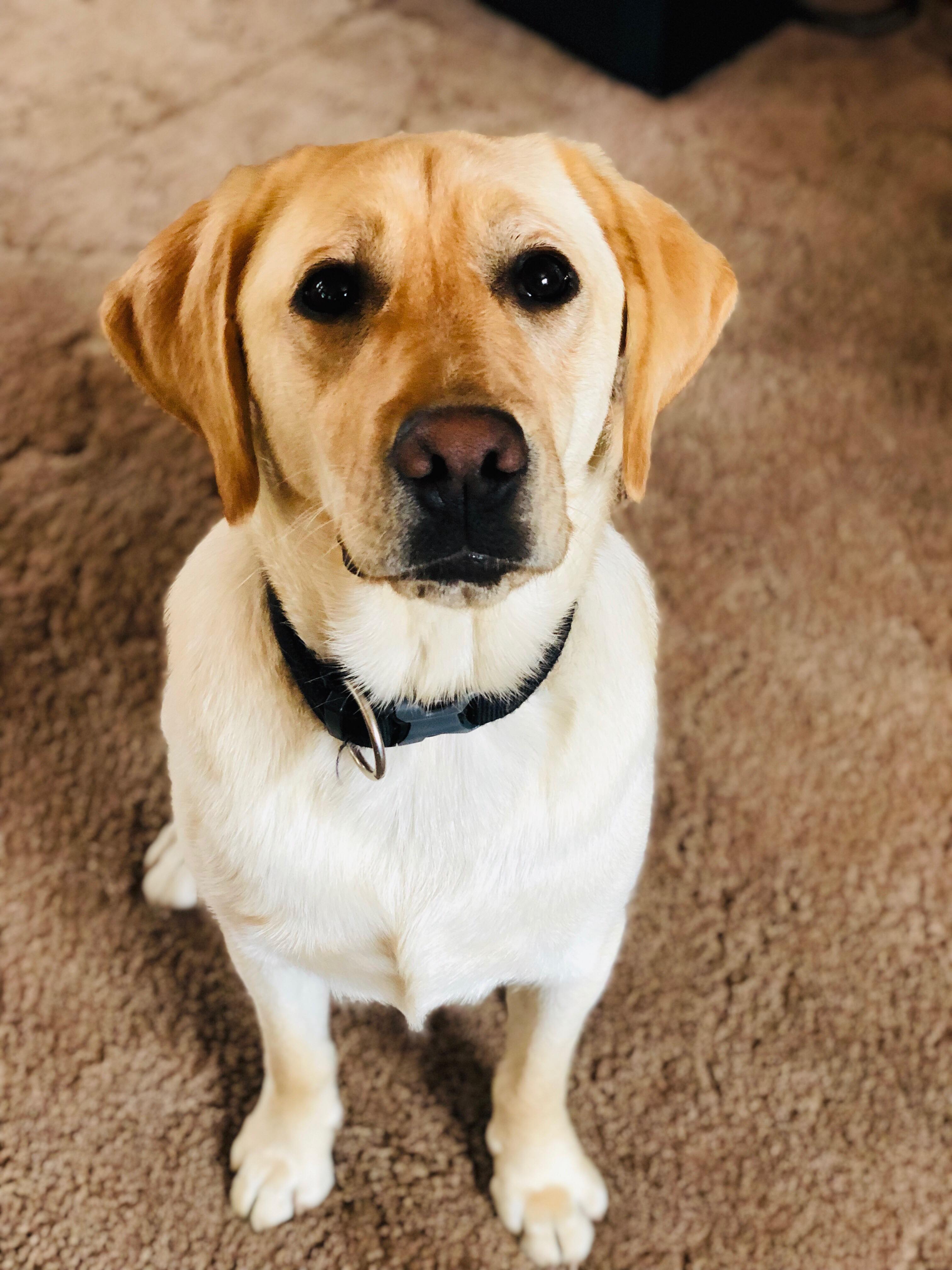 Chien Finissant Luna