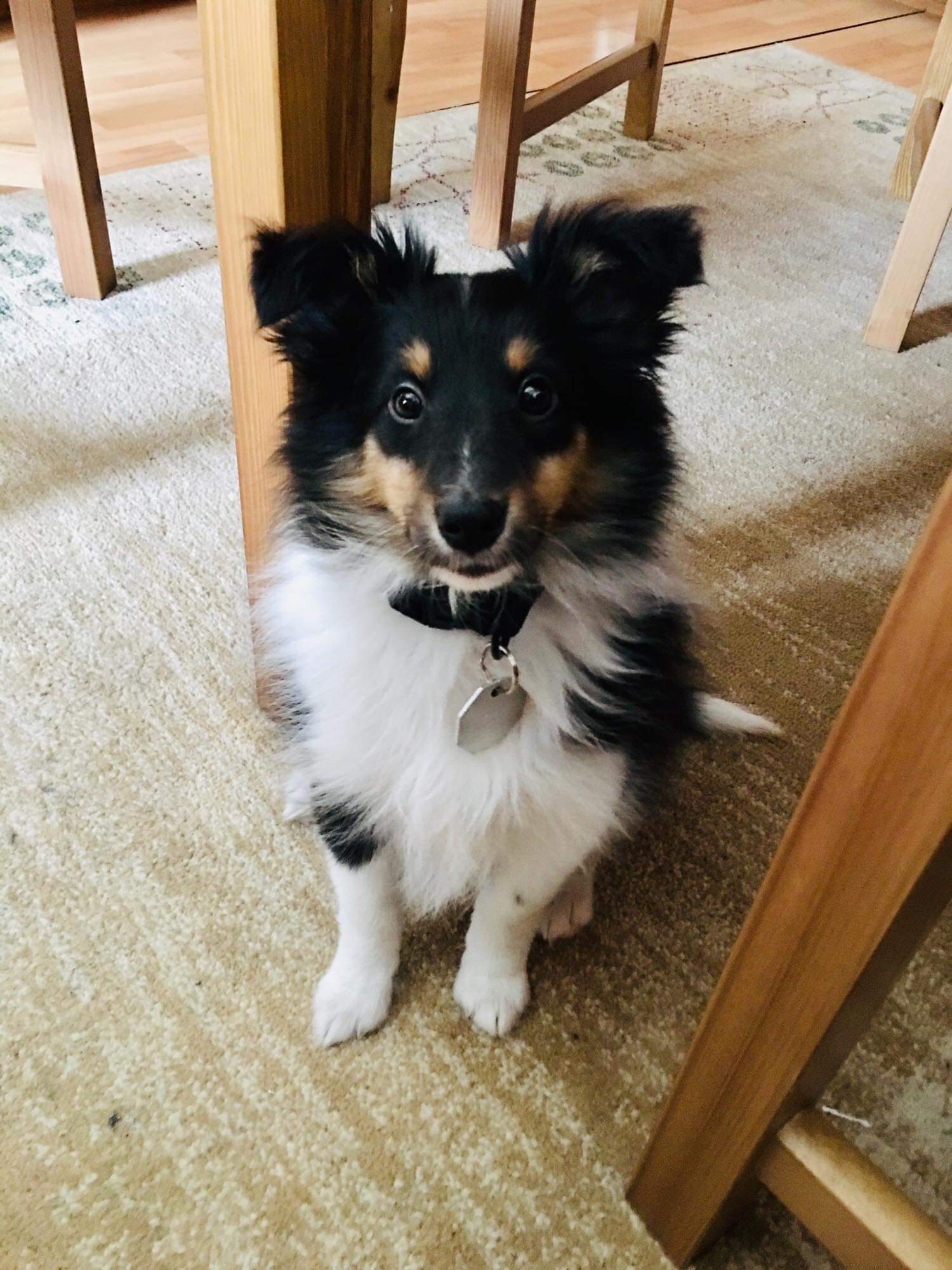 Chien Finissant Rocky