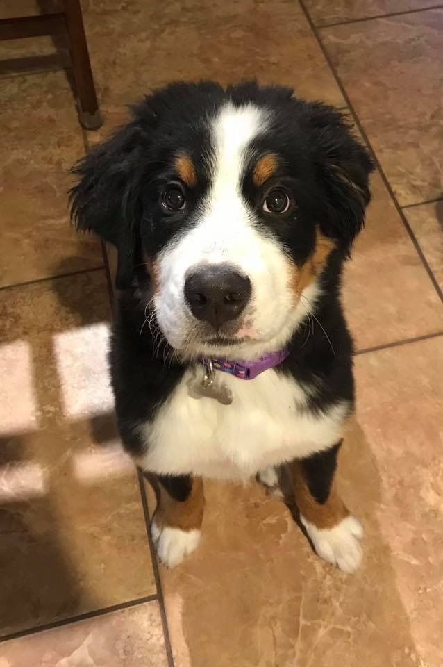 Chien Finissant Milo