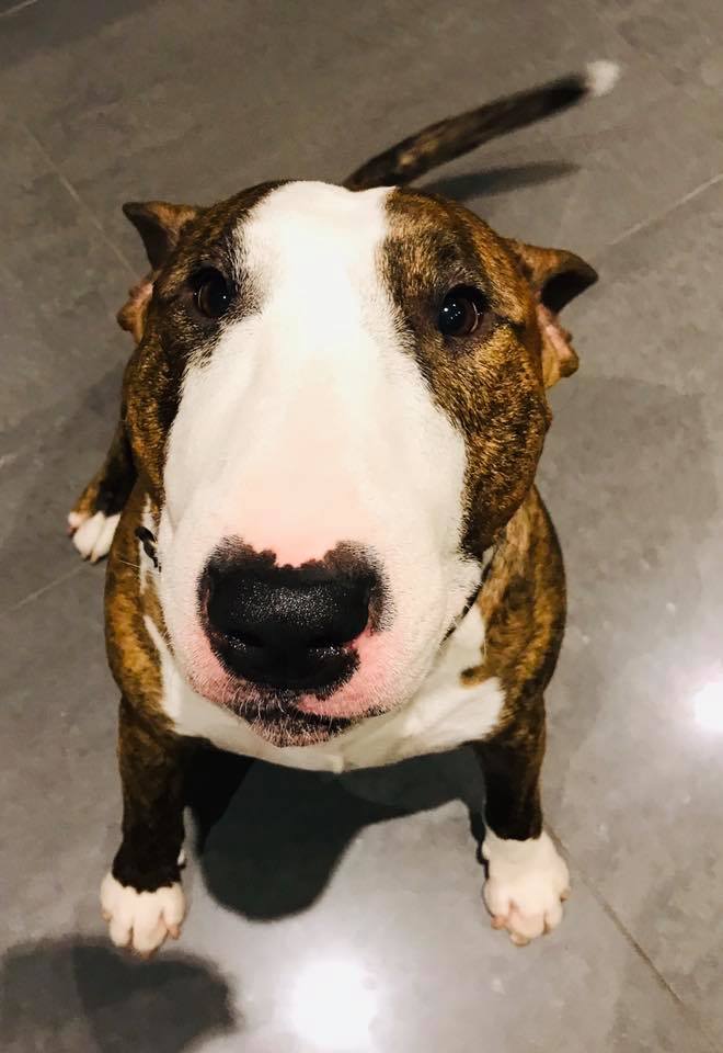 Chien Finissant Buddy