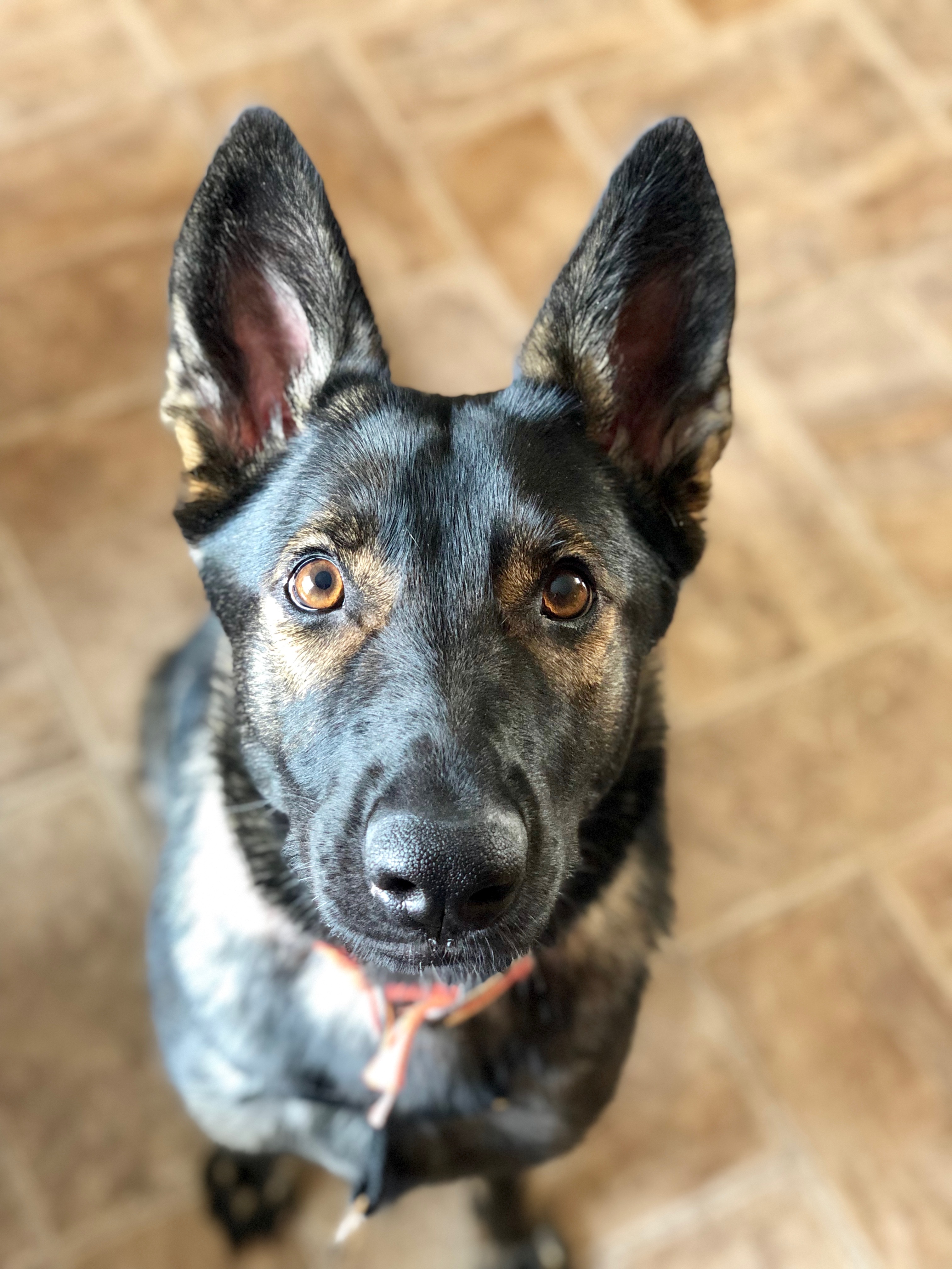 Chien Finissant Charlie