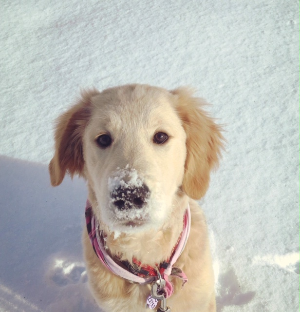 Chien Finissant Daisy