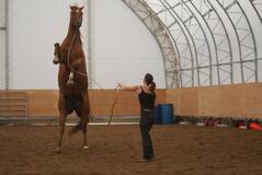 Cours équitation 2