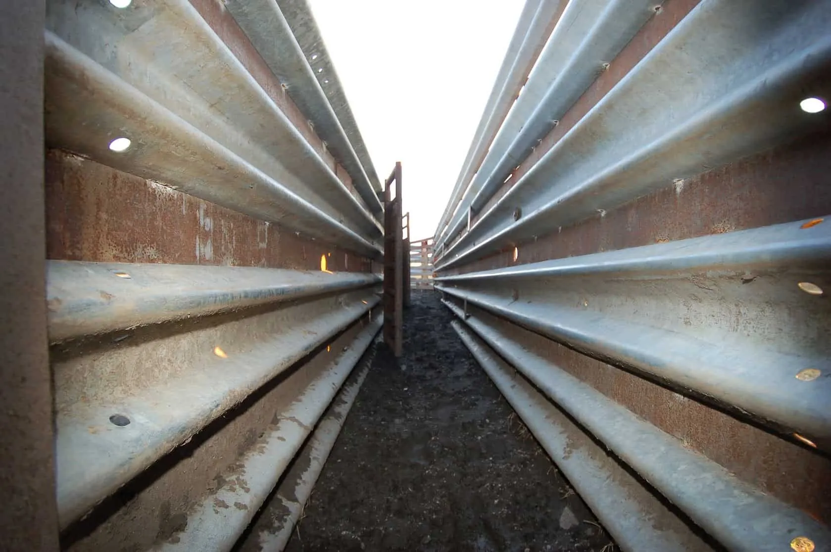 Looking down a cattle alley lined with guardrail
