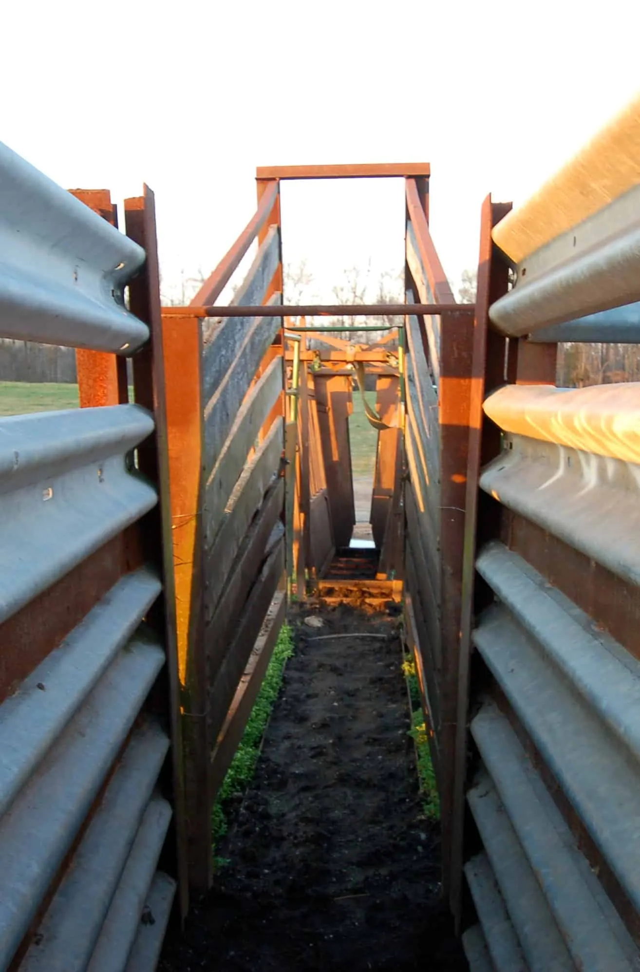 Cattle chute built from W-beam guardrail