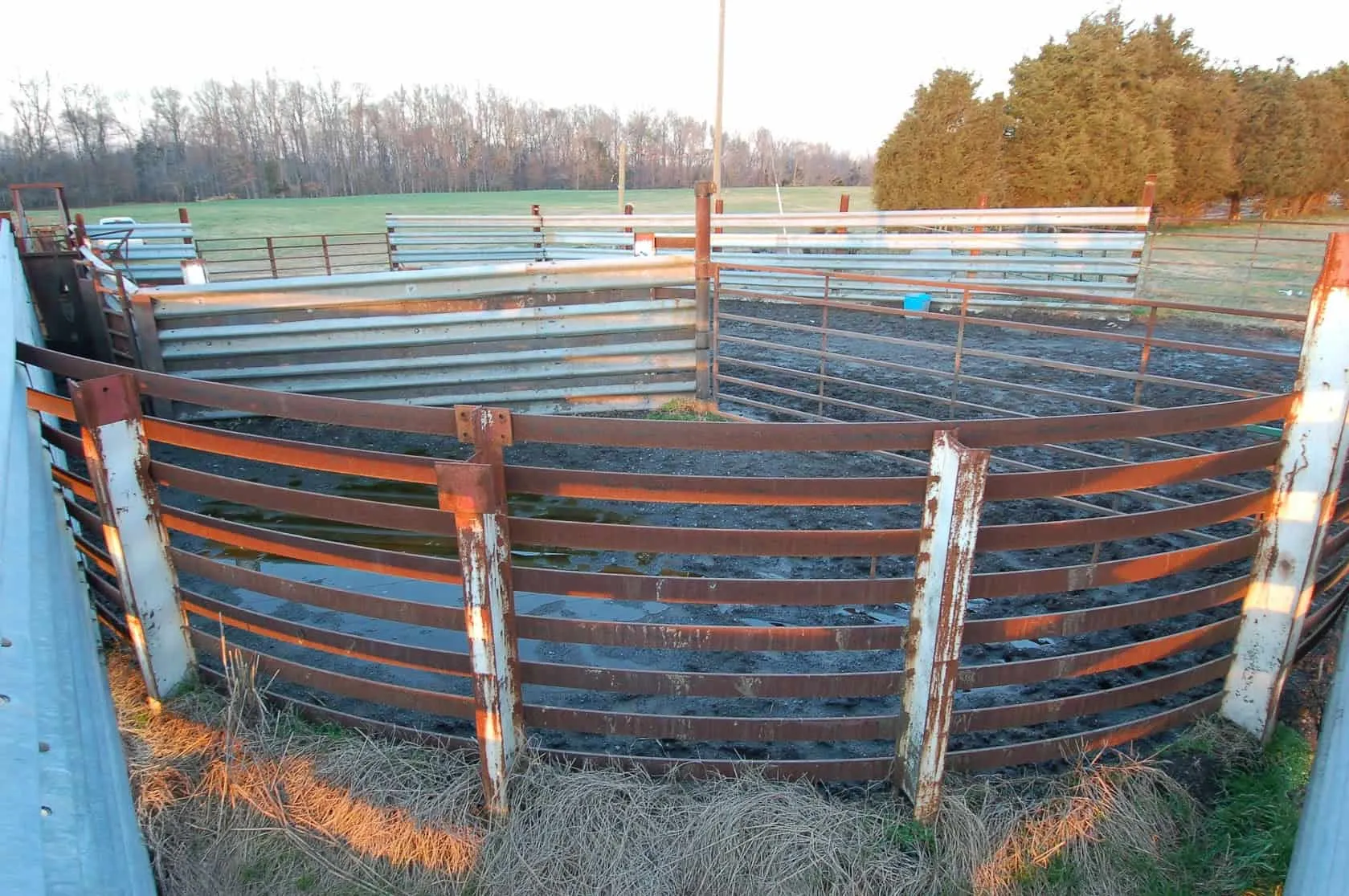 Round cattle crowding tub built from guardrail