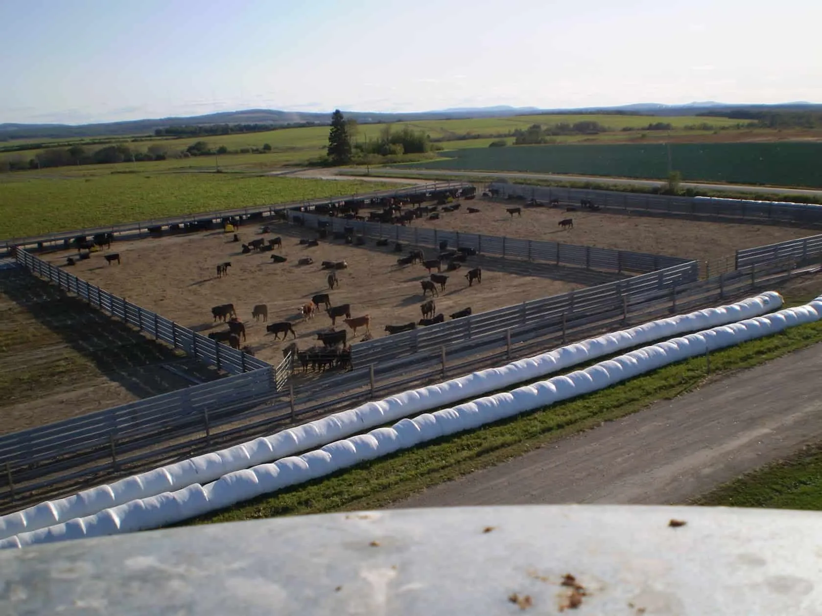 Cattle in a large feedlot fenced with guardrail