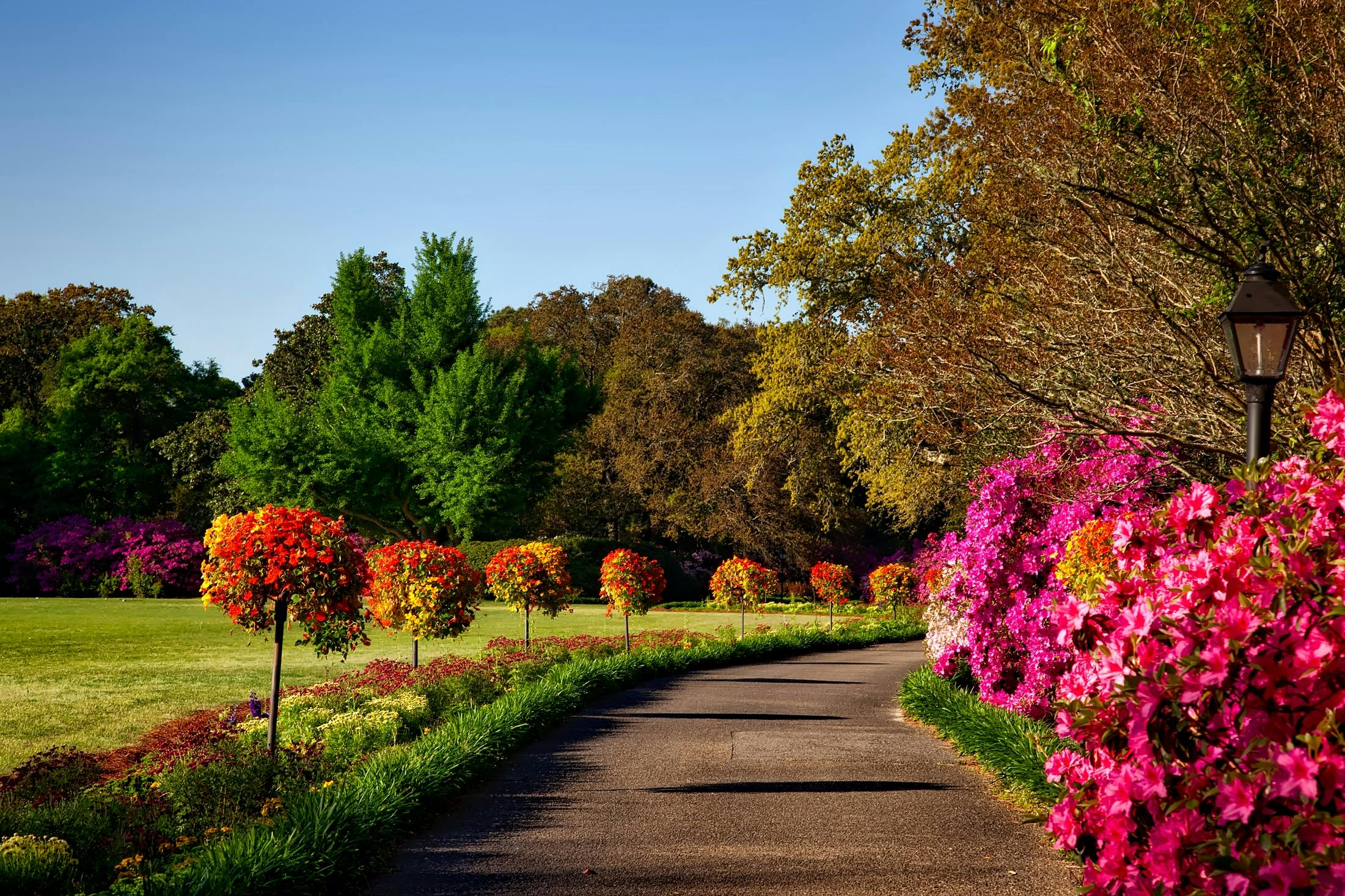 Gray Concrete Pathway Besides Pink Flower during Day, Pexels