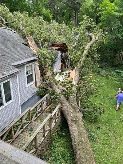 tree removal in Porter county