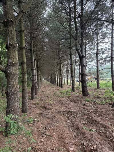 lot clearing in Porter county