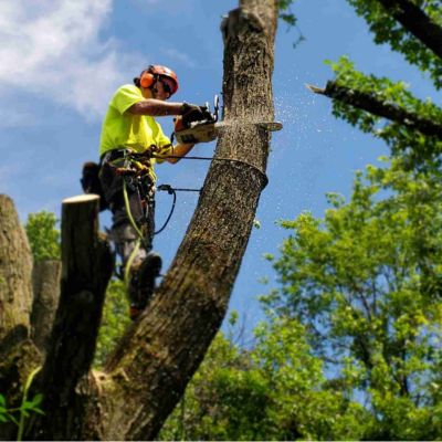 arboriculture in Lake county