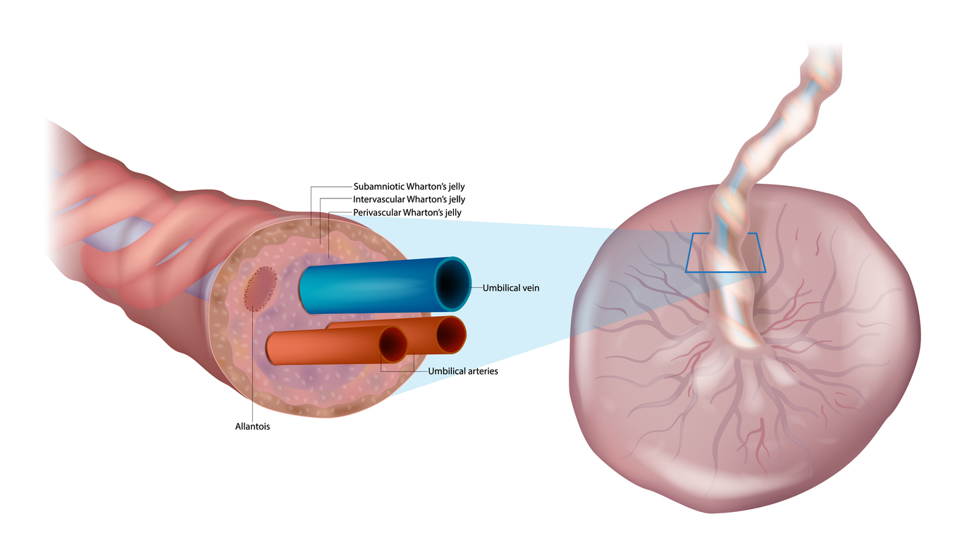diagram of Whartons Jelly within the umbilical cord showing structure used in regenerative medicine research