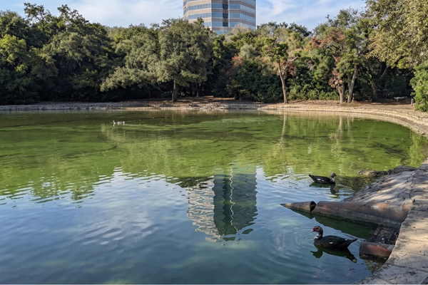 Arboretum area in Austin Texas showing walkable shopping, trees, and nearby residential lifestyle