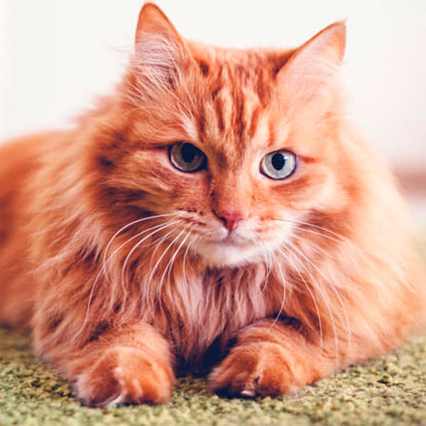 cat3