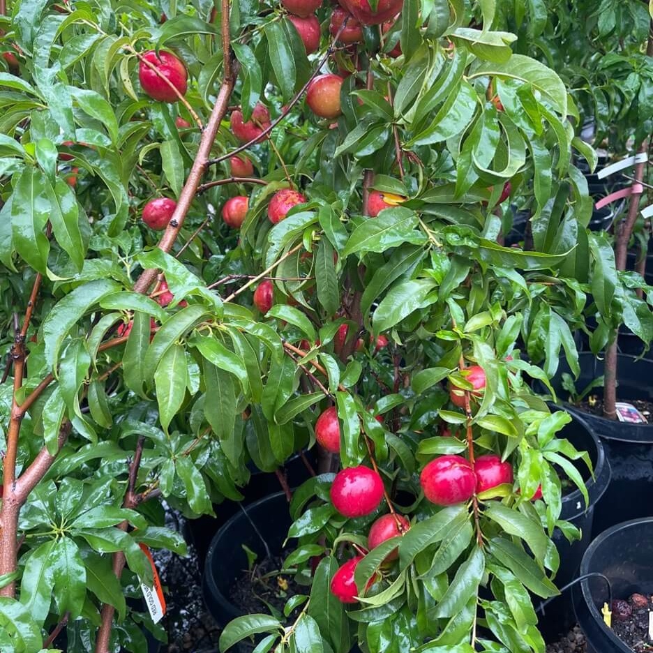 best-time-to-plant-fruit-trees