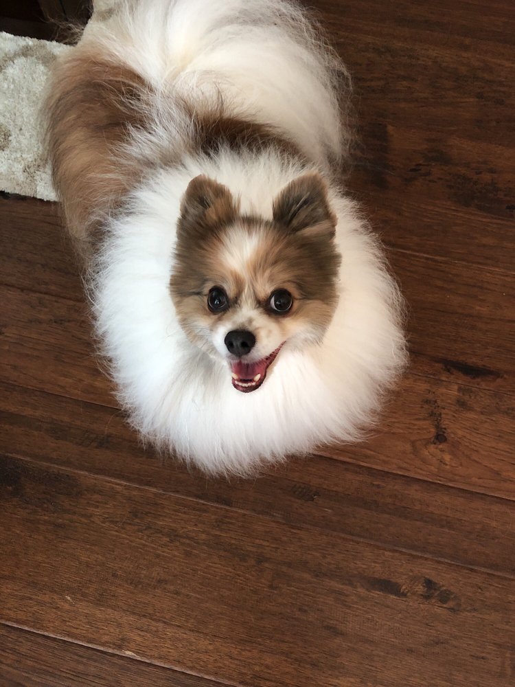 Kingwood Dog Grooming