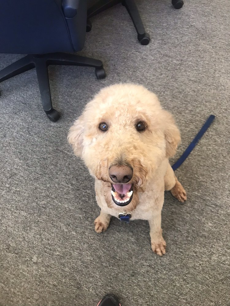 Kingwood Dog Boarding