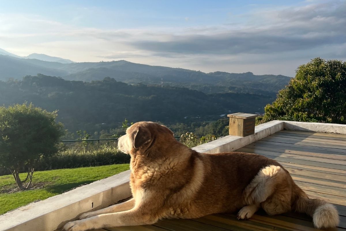 Dog looking out over the moutains from a Costa Rica Airbnb