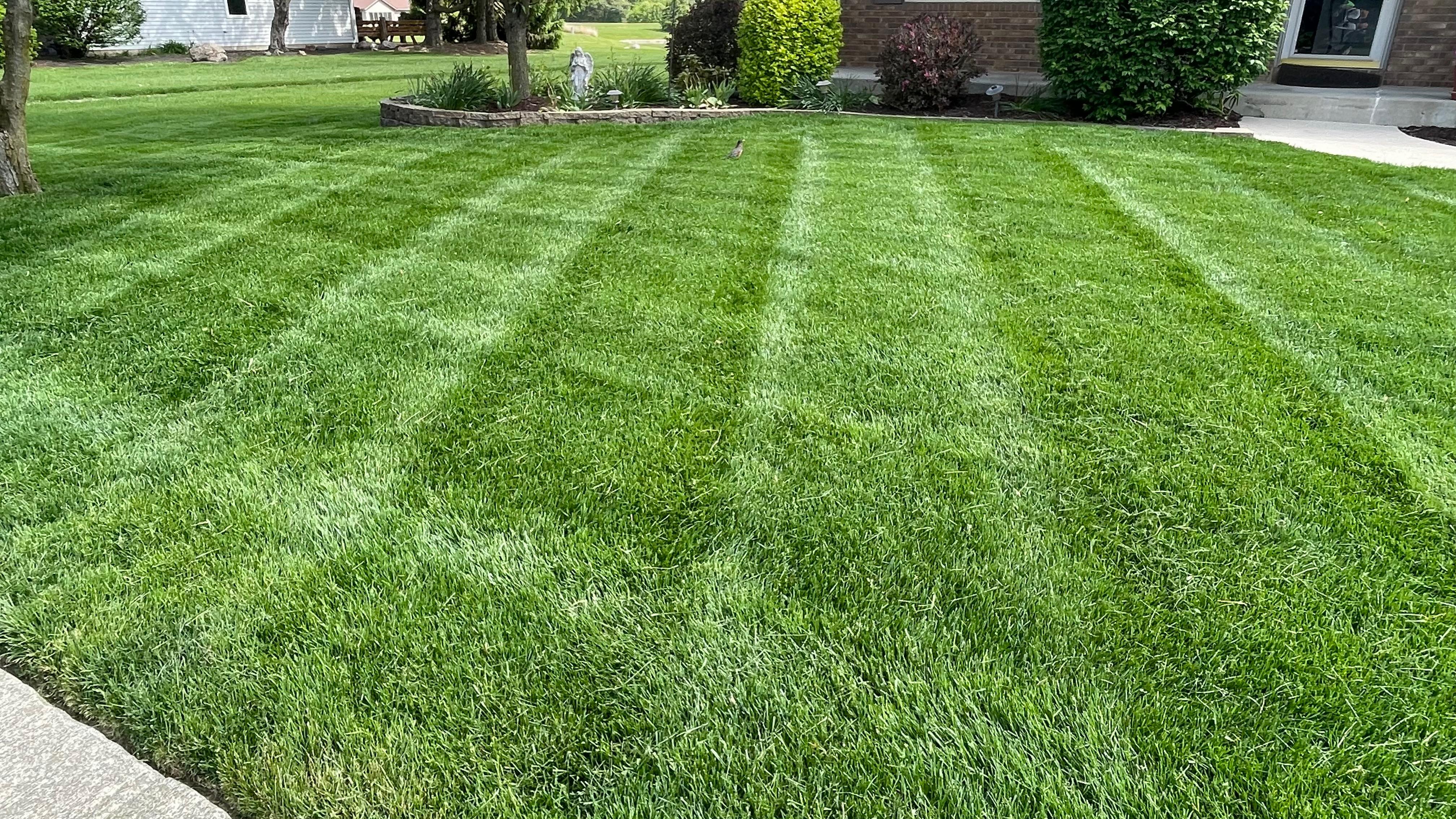 Lawn mowed in a clean checkerboard stripe pattern