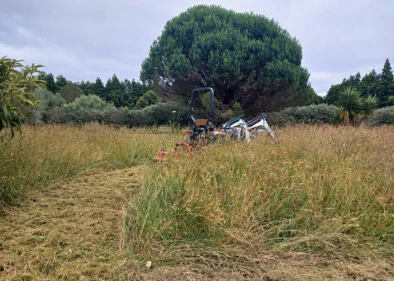 Tree removal in kerikeri