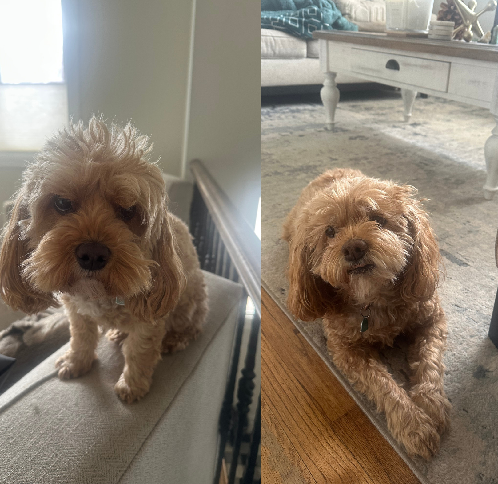 Chester & Amelia, Amanda's pets