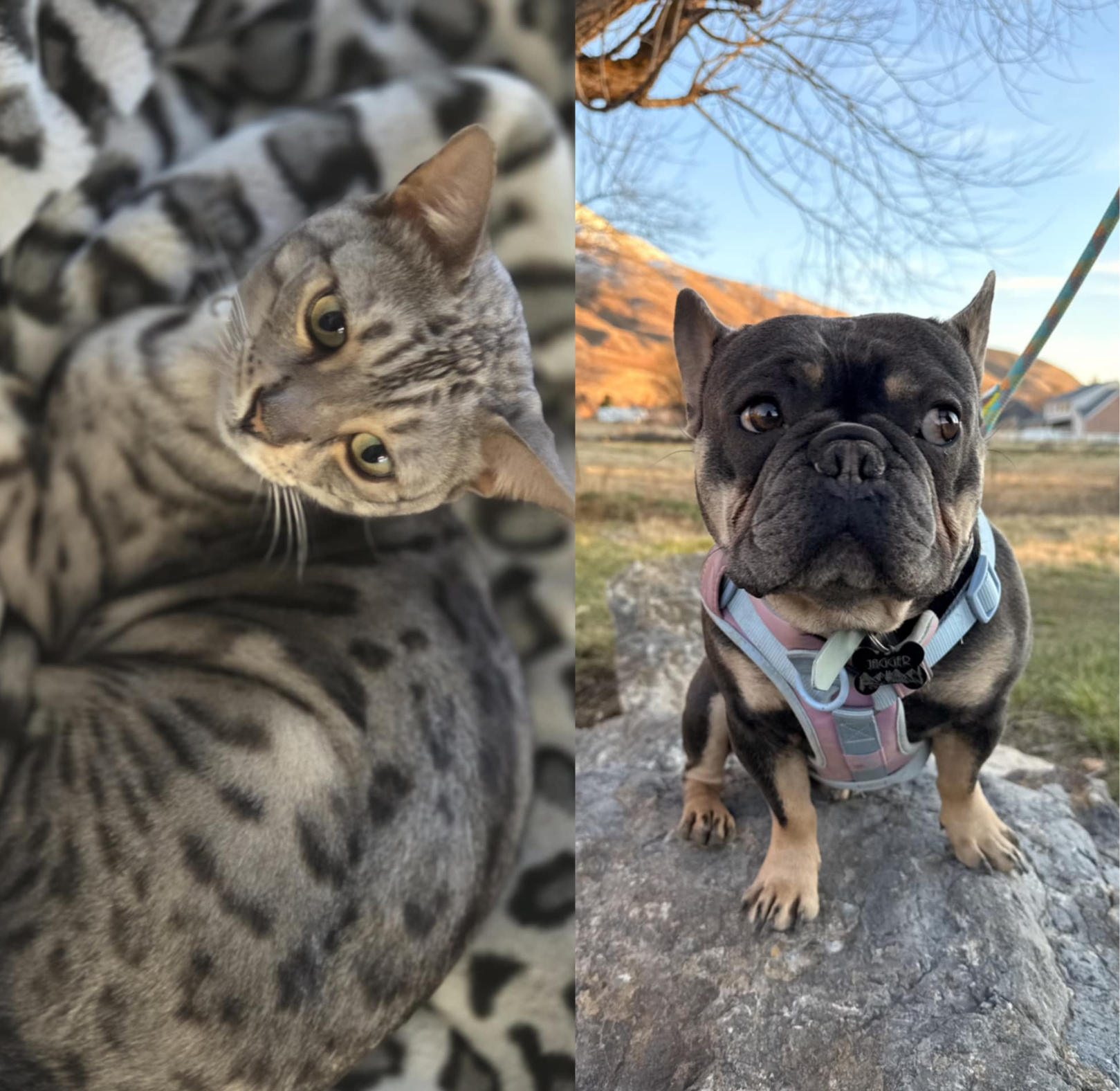 Zuko & Jagger, Chauntell's cats