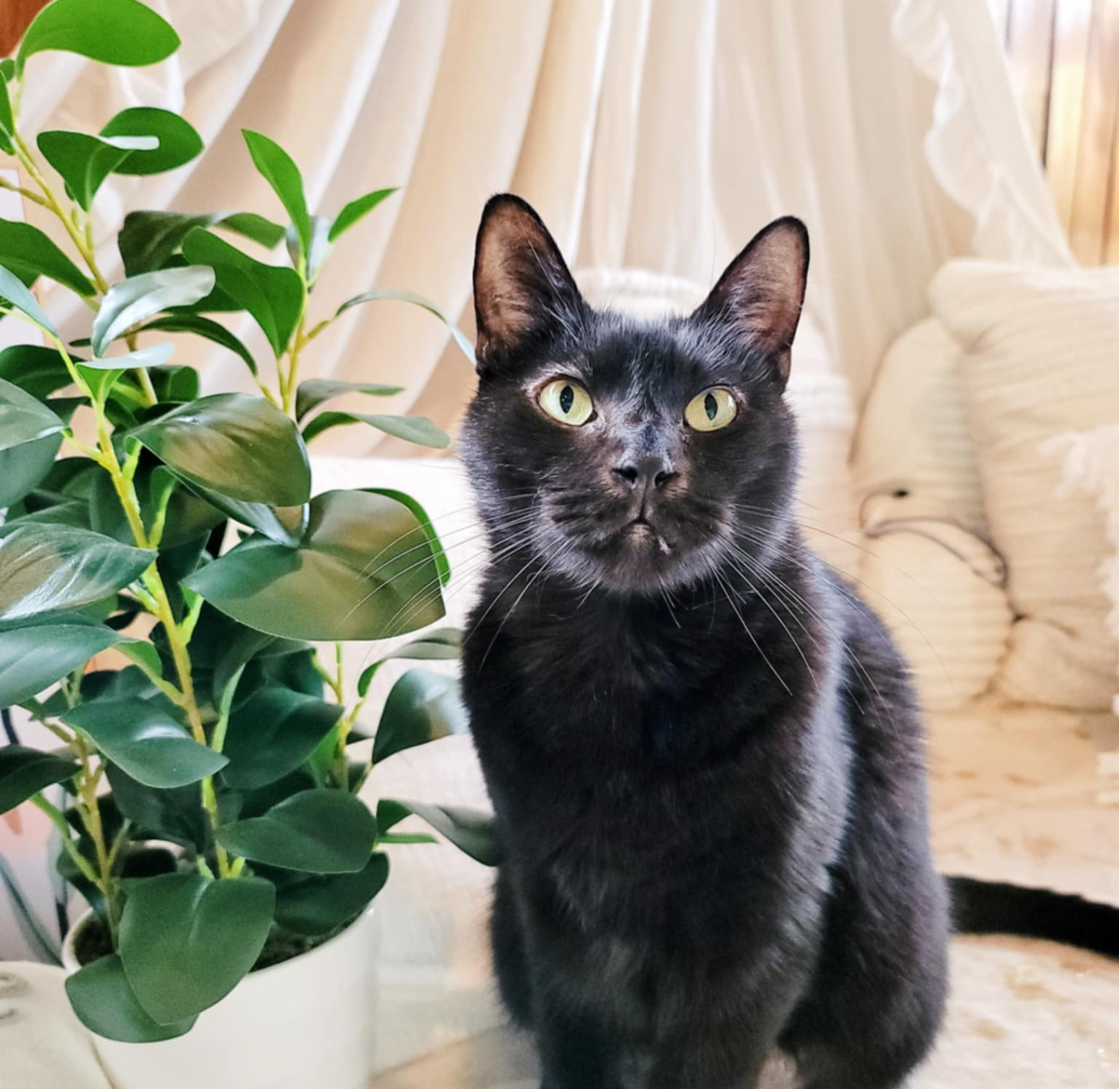 Boo, Mallory's cat