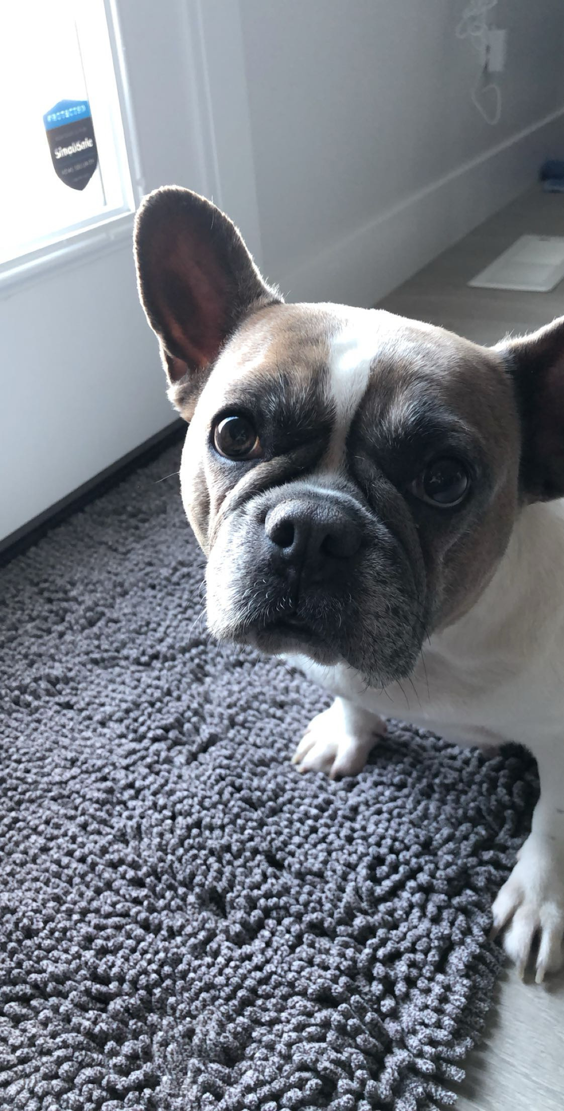 Stella
