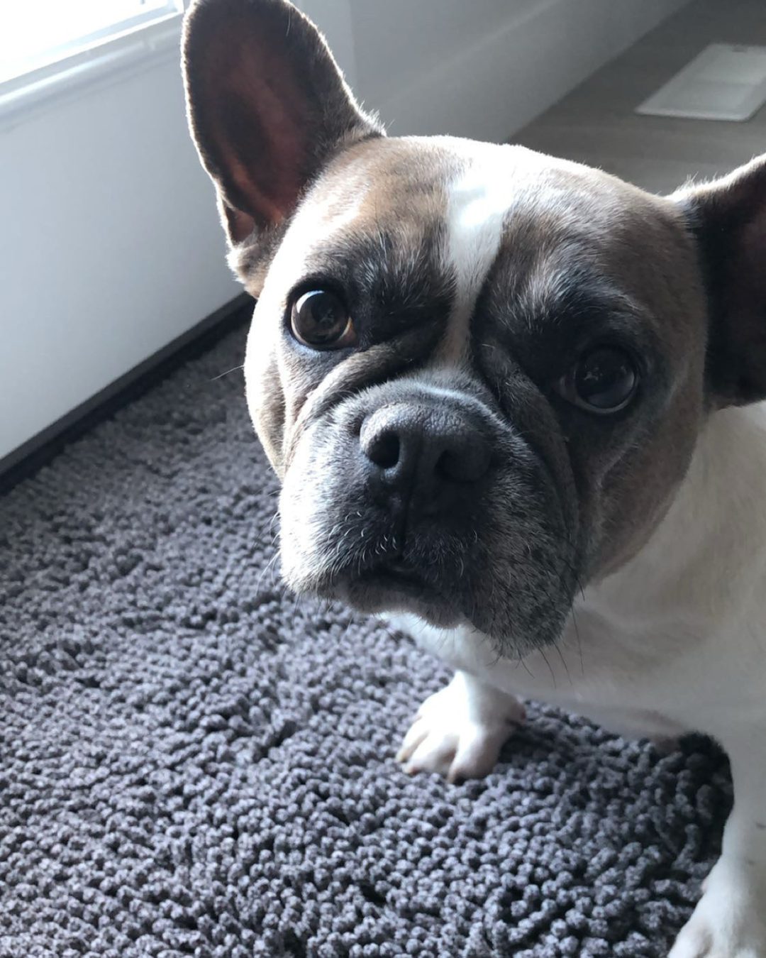 Stella