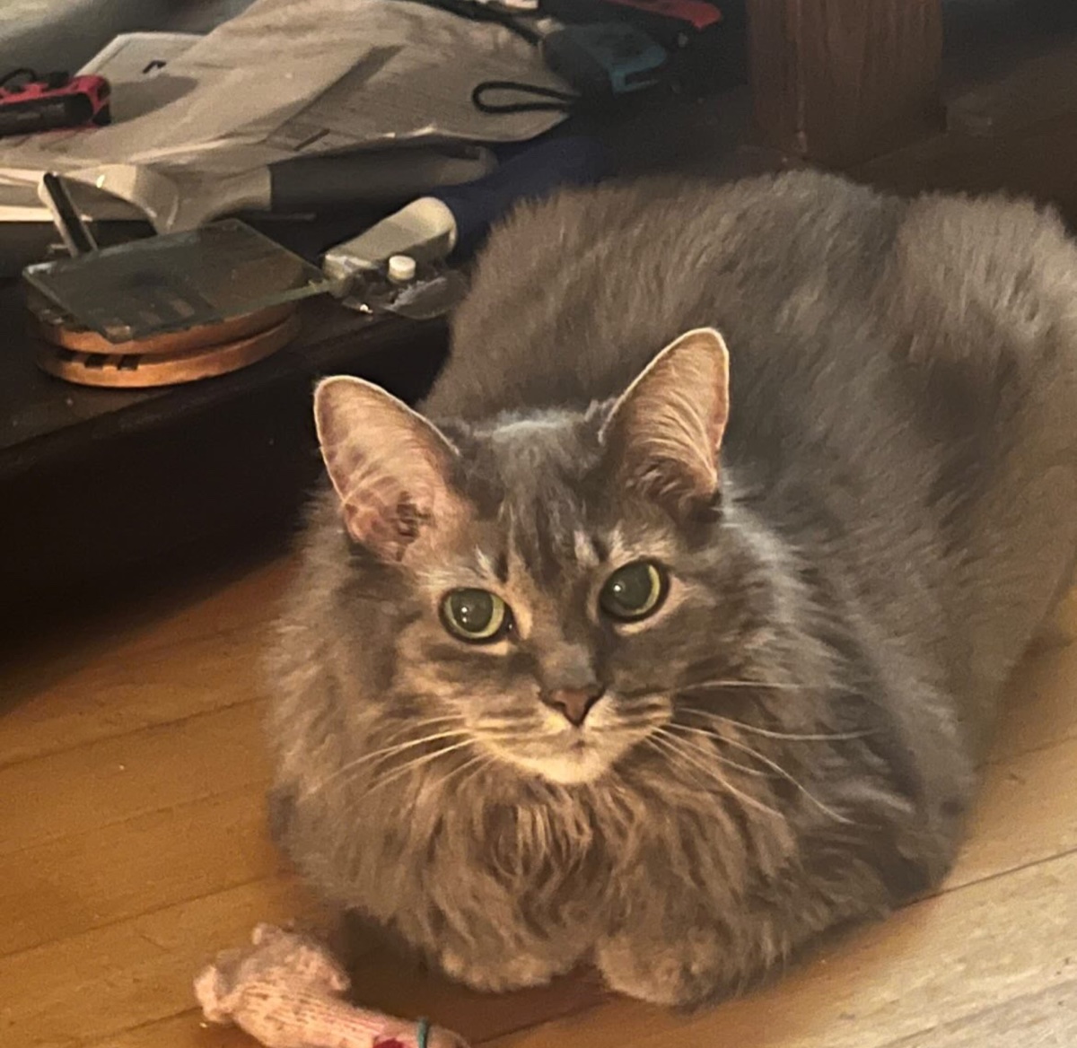 Suzy, Aissa's cat