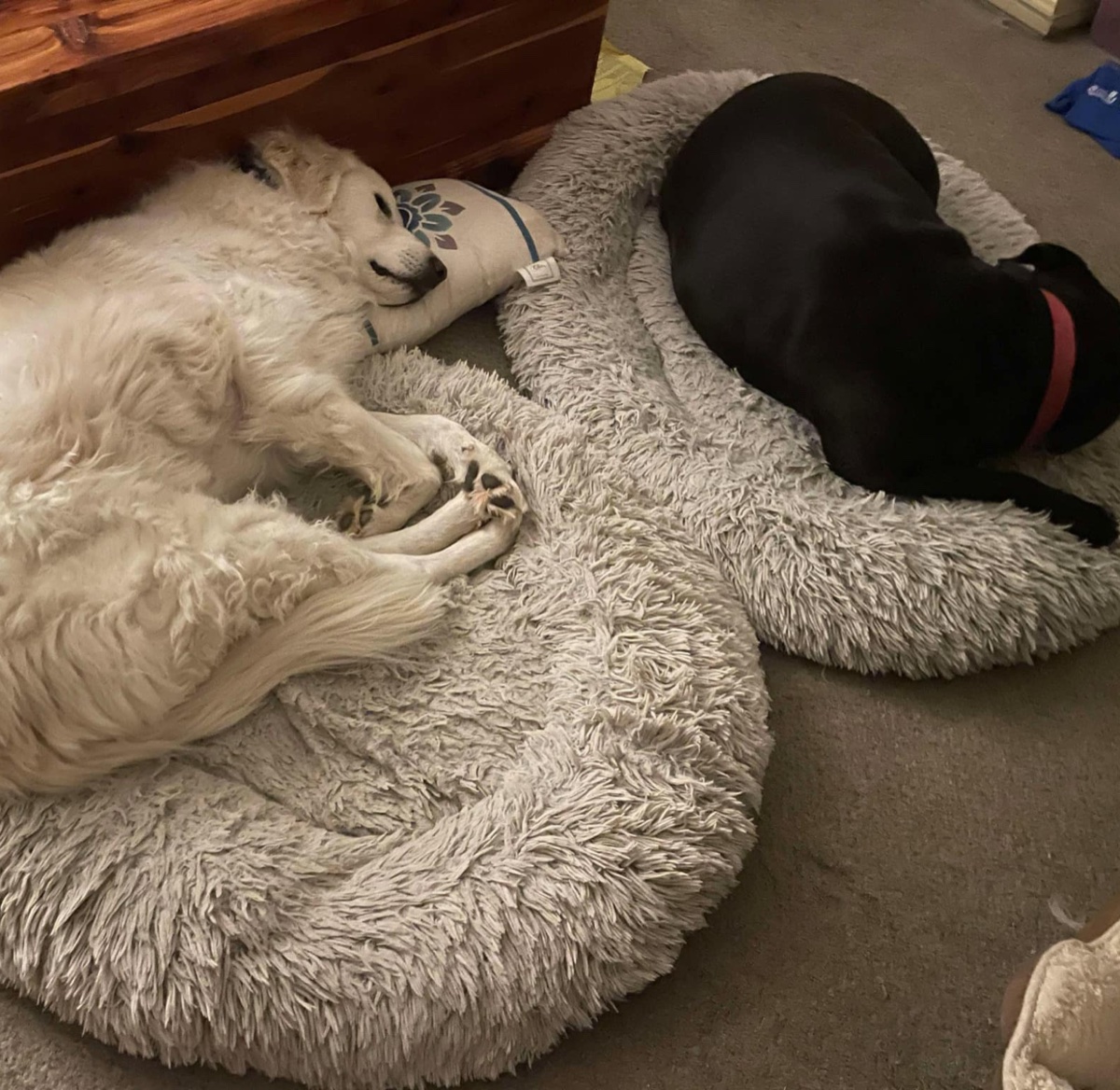 Buddy & Angel, Nan's dogs