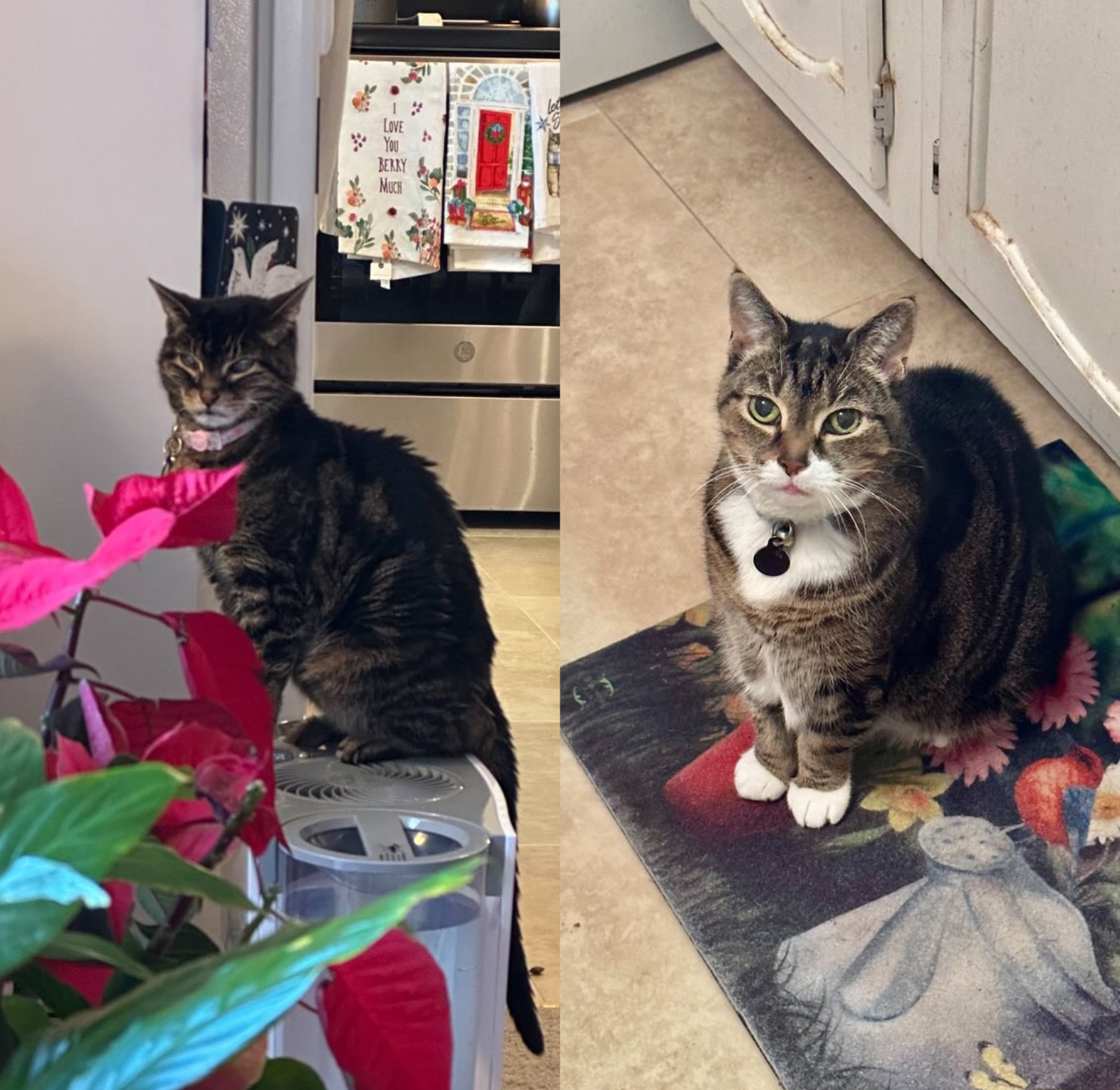 Chloe & Lucy, Emily's pets