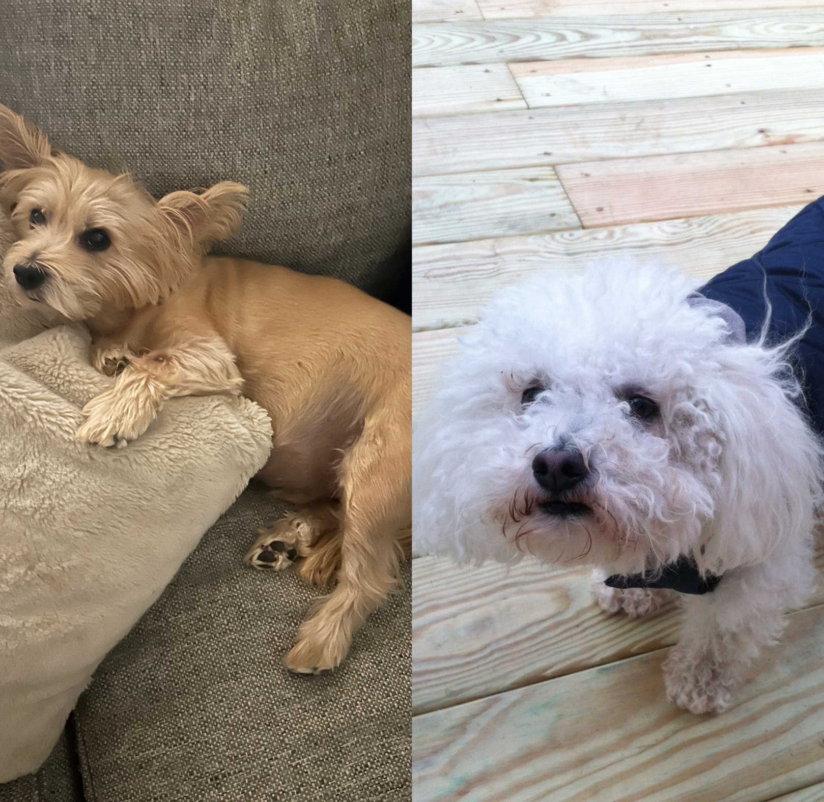 Charlie & Teddy, Lyndsey's pets