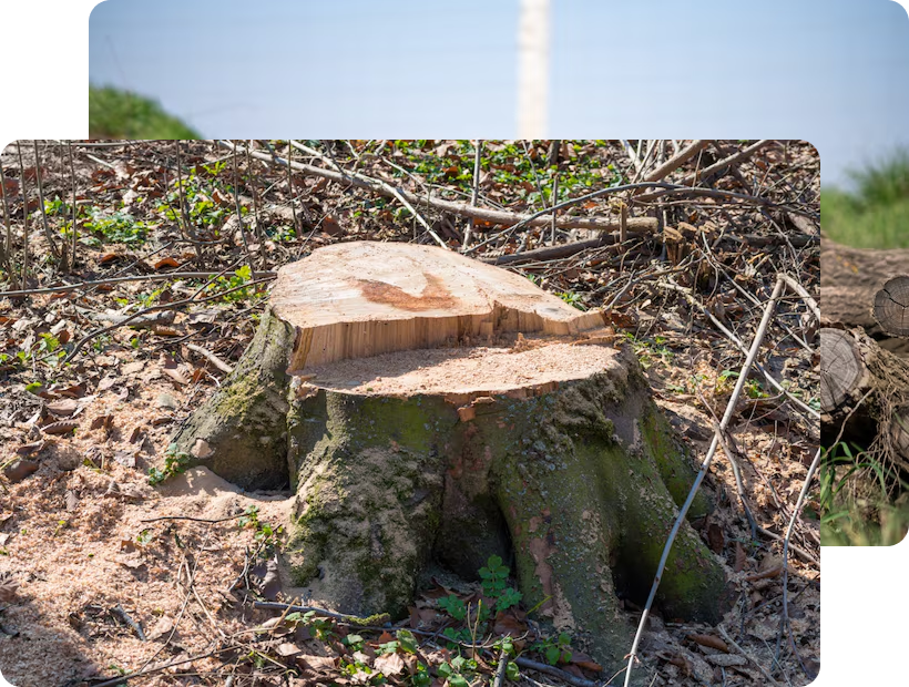 A large, freshly cut tree stump surrounded by sawdust and wood debris in a wooded area, illustrating professional tree removal and site clearing services by SGJ Landscaping in Honesdale, PA.