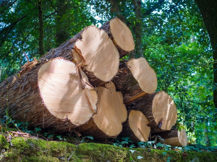 A stack of freshly cut cedar logs resting on a mossy, green forest floor, prepared for removal by SGJ Landscaping in Honesdale, PA.