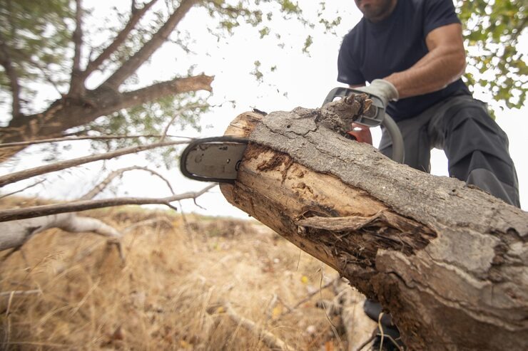 A worker from SGJ Landscaping in Honesdale, PA, using a chainsaw to cut through a fallen tree limb as part of professional tree removal services.
