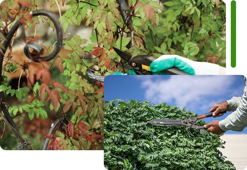 A composite image showing a person pruning vines on a trellis in the top left corner, and a pair of hands using hedge shears to trim a dense green bush against a blue sky in the bottom right corner.