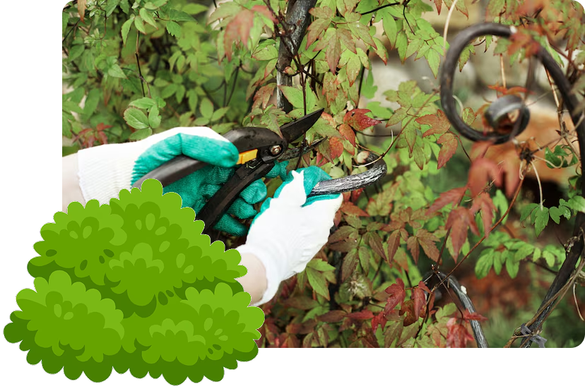 A person wearing gardening gloves using hand pruners to trim leafy vines on a decorative black metal trellis, featuring a stylized graphic of a green bush in the foreground.