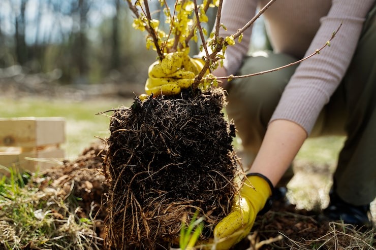A person wearing yellow gardening gloves planting a small shrub with exposed roots into the soil.