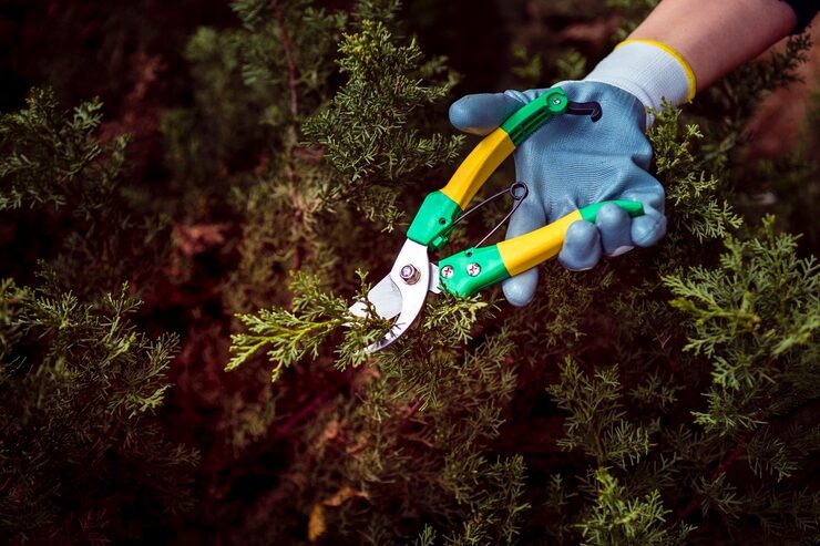 A close-up shot of a gloved hand using bright yellow and green pruning shears to trim a coniferous evergreen bush.