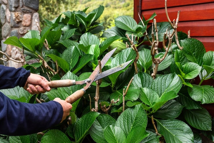 A close-up shot of hands using large, wooden-handled hedge shears to trim a lush green hydrangea bush.